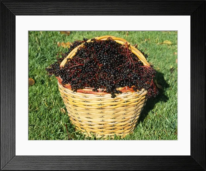 Framed Print : Elderberries Framed Print : Elderberries