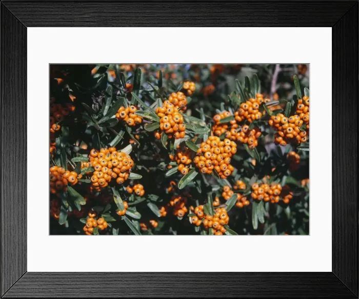 Framed Print : Pyracantha coccinea Framed Print : Pyracantha coccinea