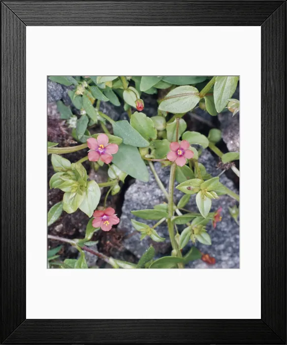 Framed Print : Scarlet Pimpernel Flower Framed Print : Scarlet Pimpernel Flower