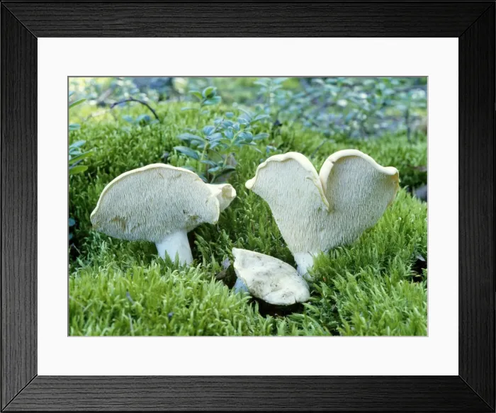 Framed Print : Hedgehog Fungi - edible Framed Print : Hedgehog Fungi - edible