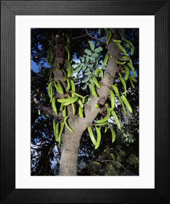 Framed Print : Locust / Carob Tree Framed Print : Locust / Carob Tree