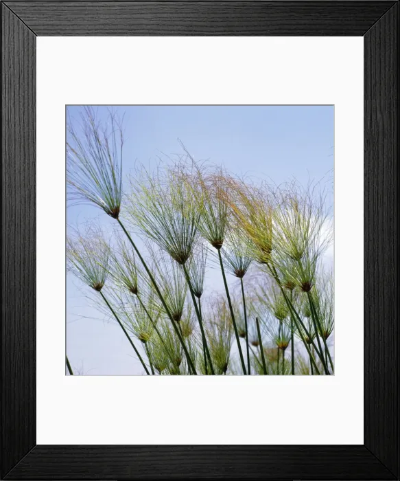Framed Print : Egyptian Papyrus Framed Print : Egyptian Papyrus