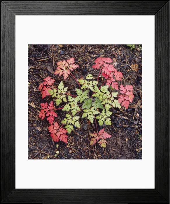 Framed Print : Herb-robert - in autumn Framed Print : Herb-robert - in autumn