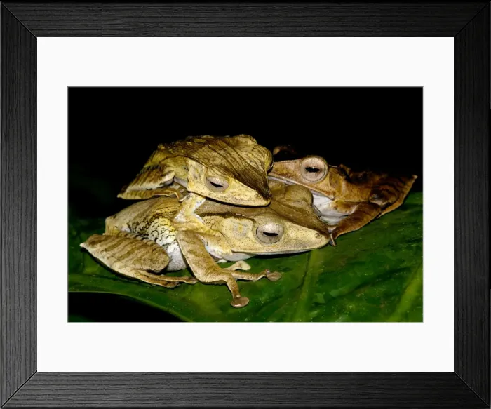 Framed Print : File-eared Tree Frogs mate on giant leaves of a ginger plant in primary rainforest of Danum valley conservation area, Sabah, Borneo, Malaysia; night in June. Ma39. 3203 Framed Print : File-eared Tree Frogs mate on giant leaves of a ginger plant in primary rainforest of Danum valley conservation area, Sabah, Borneo, Malaysia; night in June. Ma39. 3203