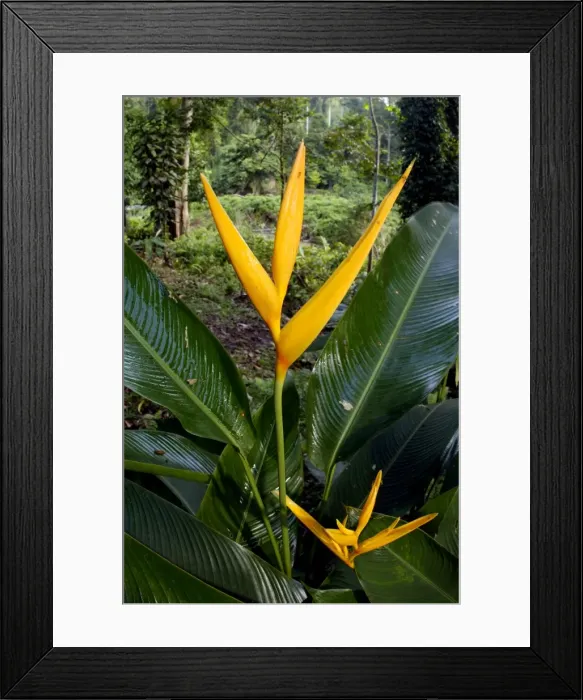 Framed Print : Heliconia (a species of Ginger) plant flowers at Borneo Rainforest Lodge, Sabah, Borneo, Malaysia; June. Ma39. 3192 Framed Print : Heliconia (a species of Ginger) plant flowers at Borneo Rainforest Lodge, Sabah, Borneo, Malaysia; June. Ma39. 3192
