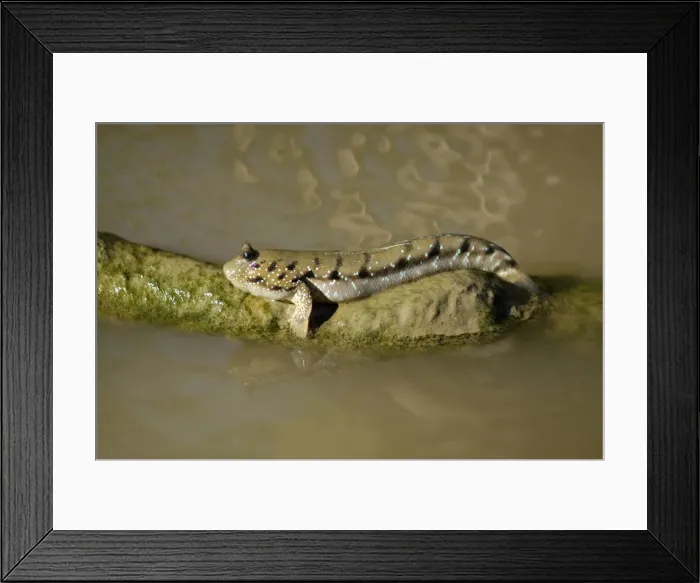 Framed Print : Blue-spotted Mudskipper fish (dorsal fins are down) basks in the sun in a small muddy stream along a road; typical in Labuk Bay, Sabah, Borneo, Malaysia; June Ma39. 3004 Framed Print : Blue-spotted Mudskipper fish (dorsal fins are down) basks in the sun in a small muddy stream along a road; typical in Labuk Bay, Sabah, Borneo, Malaysia; June Ma39. 3004