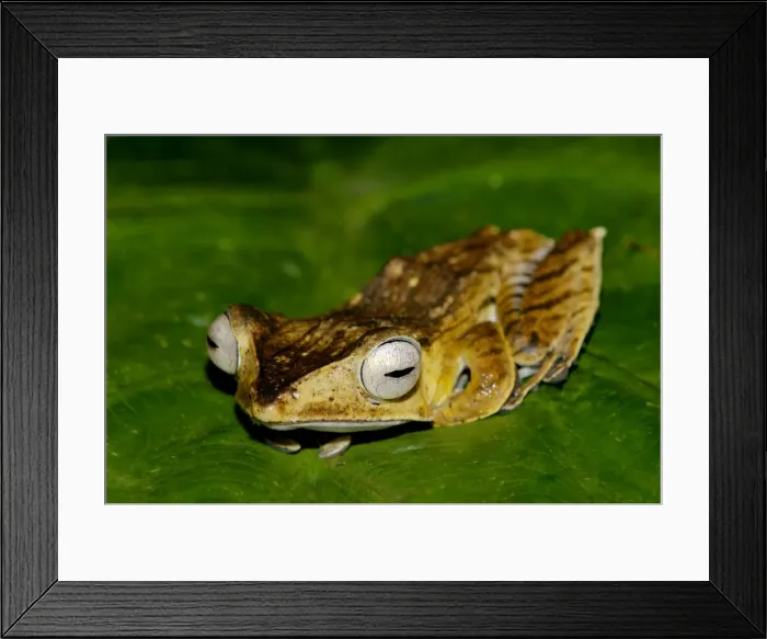 Framed Print : File-eared Tree Frog is hides among giant leaves of a ginger plant in primary rainforest of Danum Valley Conservation Area, Sabah, Borneo, Malaysia; night in June. Ma39. 3200 Framed Print : File-eared Tree Frog is hides among giant leaves of a ginger plant in primary rainforest of Danum Valley Conservation Area, Sabah, Borneo, Malaysia; night in June. Ma39. 3200
