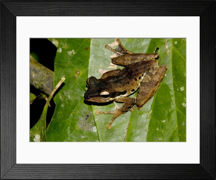 Framed Print : Dark-eared Tree Frog is hides among giant leaves of a ginger plant in primary rainforest of Danum Valley Conservation Area, Sabah, Borneo, Malaysia; night in June Ma39. 3221 Framed Print : Dark-eared Tree Frog is hides among giant leaves of a ginger plant in primary rainforest of Danum Valley Conservation Area, Sabah, Borneo, Malaysia; night in June Ma39. 3221