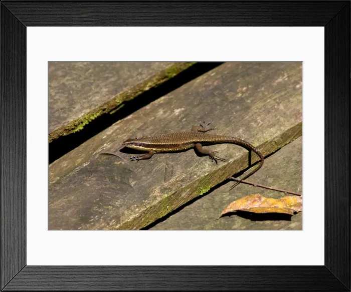 Framed Print : Rough-scaled Brown Skink basking on planks of a wooden platform at Sukau Rainforest Lodge, typical in lowland rainforest of Kinabatangan river floodplain; Sabah, Borneo, Malaysia; June. Ma39. 3140 Framed Print : Rough-scaled Brown Skink basking on planks of a wooden platform at Sukau Rainforest Lodge, typical in lowland rainforest of Kinabatangan river floodplain; Sabah, Borneo, Malaysia; June. Ma39. 3140