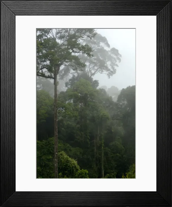 Framed Print : Mature rainforest in the mist at dawn, river Danum Valley Conservation Area, Sabah, Borneo, Malaysia; June. Ma39. 3262 Framed Print : Mature rainforest in the mist at dawn, river Danum Valley Conservation Area, Sabah, Borneo, Malaysia; June. Ma39. 3262