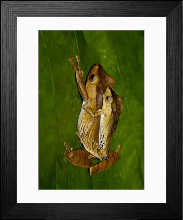 Framed Print : File-eared Tree Frogs mating pair on a leaf in undergrowth in a primary rainforest of Danum Valley conservation area, Sabah, Borneo, Malaysia; night in June. Ma39. 3396 Framed Print : File-eared Tree Frogs mating pair on a leaf in undergrowth in a primary rainforest of Danum Valley conservation area, Sabah, Borneo, Malaysia; night in June. Ma39. 3396