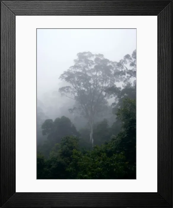 Framed Print : Primary rainforest in the mist at dawn, river Danum Valley Conservation Area, Sabah, Borneo, Malaysia; June. Ma39. 3240 Framed Print : Primary rainforest in the mist at dawn, river Danum Valley Conservation Area, Sabah, Borneo, Malaysia; June. Ma39. 3240
