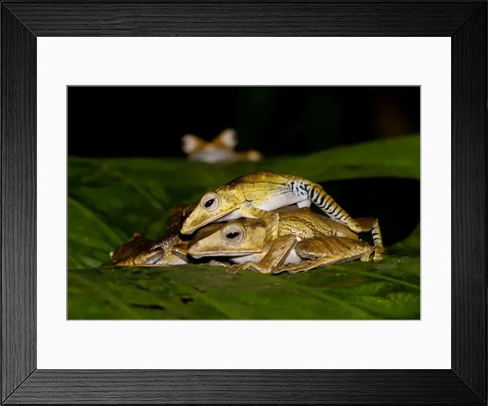 Framed Print : File-eared Tree Frogs mate (and one watches in background) on giant leaf of a ginger plant in primary rainforest of Danum Valley Conservation Area, typical nocturnal frogs; Sabah, Borneo, Malaysia; night in June. Ma39. 3232 Framed Print : File-eared Tree Frogs mate (and one watches in background) on giant leaf of a ginger plant in primary rainforest of Danum Valley Conservation Area, typical nocturnal frogs; Sabah, Borneo, Malaysia; night in June. Ma39. 3232