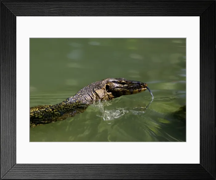 Framed Print : A Common Monitor Lizard swims in a small stream, looking for prey, in rainforest of Tioman Island, 30 km East off peninsula Malaysia in South China Sea; June. Ma39. 3493 Framed Print : A Common Monitor Lizard swims in a small stream, looking for prey, in rainforest of Tioman Island, 30 km East off peninsula Malaysia in South China Sea; June. Ma39. 3493