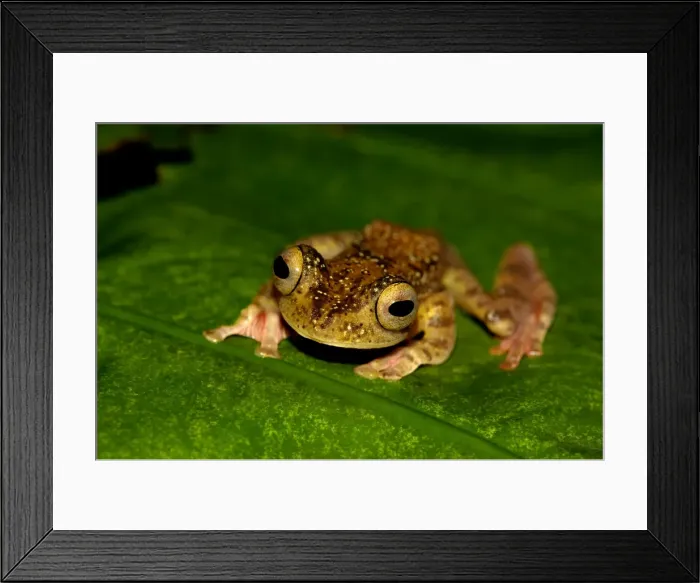 Framed Print : A Harlequin Tree Frog climb up a leaf of a ginger-plant; nocturnal animal; rainforest of river Danum Valley Conservation Area, Sabah, Borneo, Malaysia; June. Ma39. 3402 Framed Print : A Harlequin Tree Frog climb up a leaf of a ginger-plant; nocturnal animal; rainforest of river Danum Valley Conservation Area, Sabah, Borneo, Malaysia; June. Ma39. 3402