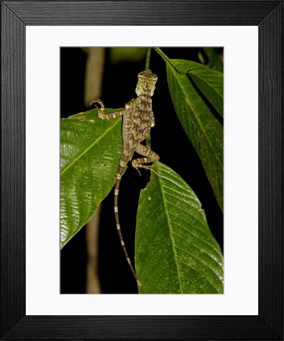 Framed Print : Short-crested forest dragon is asleep on a leaf in the undegrowth of the primary rainforest in river Danum Vallley Conservation Area, typical night scene; Sabah, Borneo, Malaysia; June. Ma39. 3229 Framed Print : Short-crested forest dragon is asleep on a leaf in the undegrowth of the primary rainforest in river Danum Vallley Conservation Area, typical night scene; Sabah, Borneo, Malaysia; June. Ma39. 3229