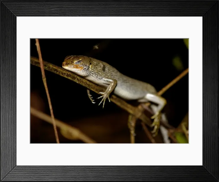 Framed Print : A Many-lined Sun Skink (?) sleeps at night on a branch in the undegrowth of a primary rainforest of river Danum valley conservation area, Sabah, Borneo, Malaysia; June. Ma39. 3316 Framed Print : A Many-lined Sun Skink (?) sleeps at night on a branch in the undegrowth of a primary rainforest of river Danum valley conservation area, Sabah, Borneo, Malaysia; June. Ma39. 3316