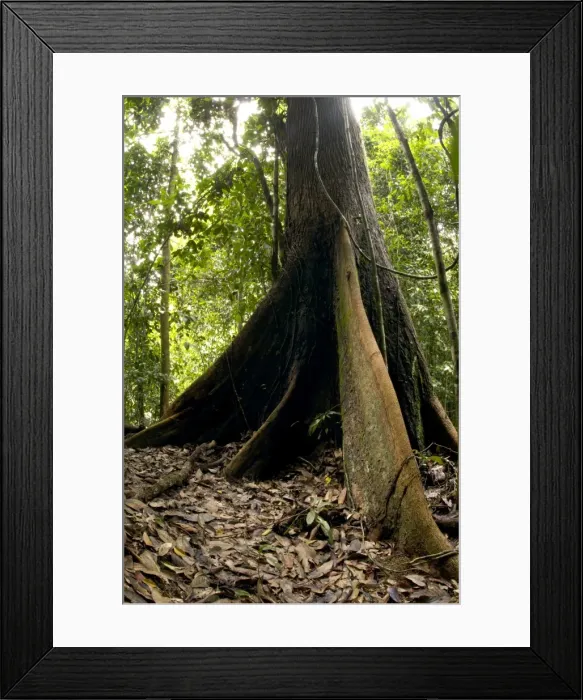 Framed Print : A buttressed tree trunk, typical in primary rainforest of river Danum Valley Conservation Area, Sabah, Borneo, Malaysia; June. Ma39. 3273 Framed Print : A buttressed tree trunk, typical in primary rainforest of river Danum Valley Conservation Area, Sabah, Borneo, Malaysia; June. Ma39. 3273