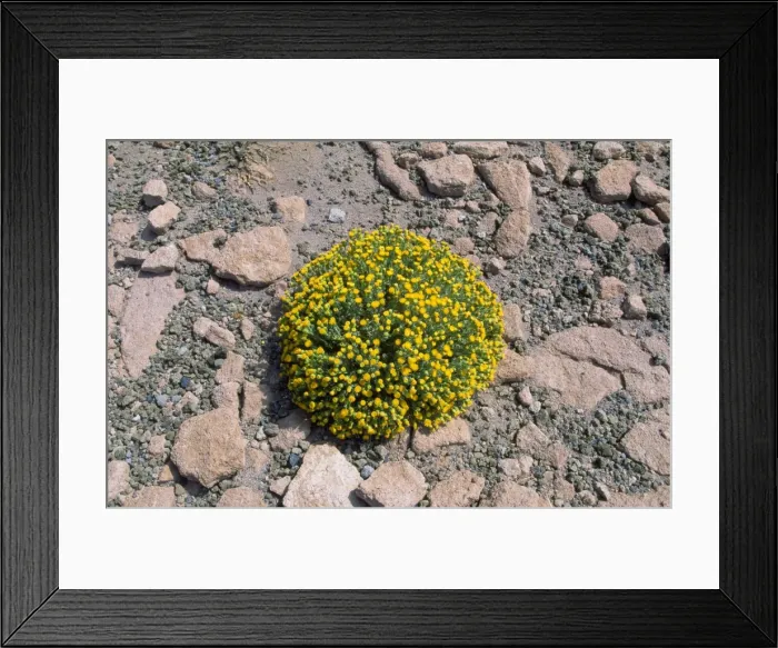 Framed Print : Chile - cusion shaped composite at 4300 m altitude Region II, Atacama Andes, Chile Framed Print : Chile - cusion shaped composite at 4300 m altitude Region II, Atacama Andes, Chile