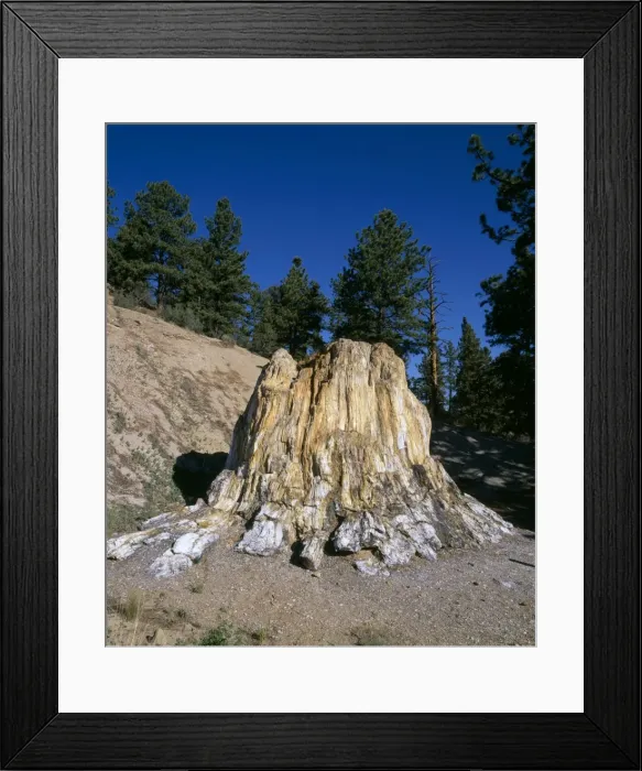 Framed Print : Fossil Wood - Florissant Fossil Beds national Monument. The Big Stump': Petrified. Redwood Stump, 12 feet tall, 38 feet around. Tertiary (Eocene, about 35 M. Y. ago) Colorado, USA Framed Print : Fossil Wood - Florissant Fossil Beds national Monument. The Big Stump': Petrified. Redwood Stump, 12 feet tall, 38 feet around. Tertiary (Eocene, about 35 M. Y. ago) Colorado, USA
