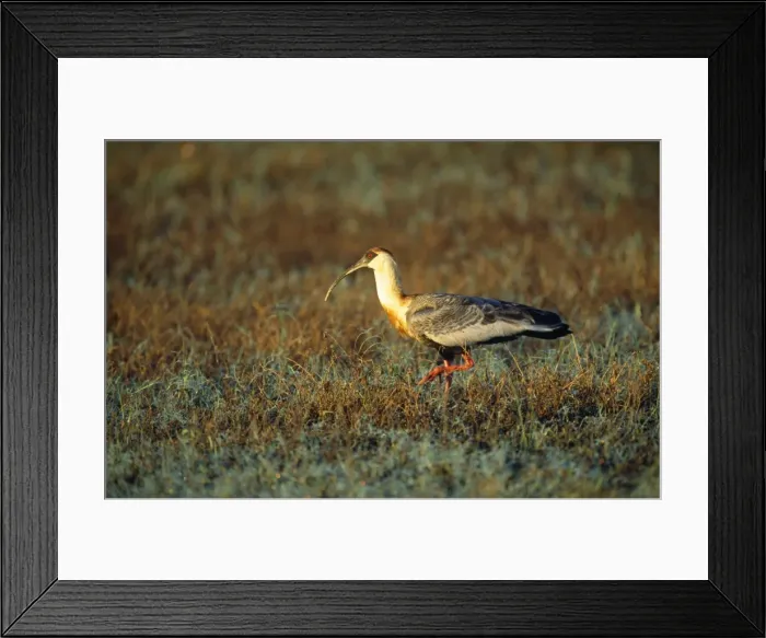 Framed Print : Buff-necked Ibis - South America Framed Print : Buff-necked Ibis - South America