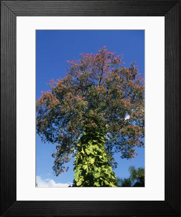 Framed Print : Brazillian Floss Silk Tree - Palo Borracho Iguazu Falls area, Argentina Framed Print : Brazillian Floss Silk Tree - Palo Borracho Iguazu Falls area, Argentina
