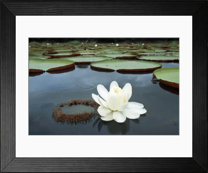 Framed Print : Giant Water Lily FG 12080 Rupununi region, Amazon Basin - Guyana Victoria amazonica © Francois Gohier / ARDEA LONDON Framed Print : Giant Water Lily FG 12080 Rupununi region, Amazon Basin - Guyana Victoria amazonica © Francois Gohier / ARDEA LONDON