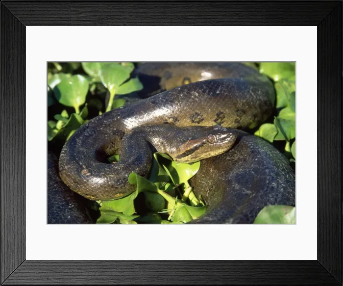 Framed Print : Anaconda South America Framed Print : Anaconda South America