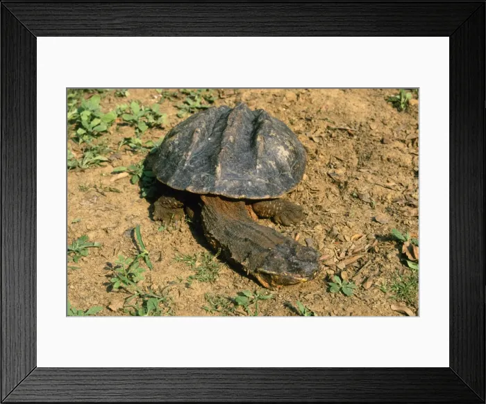 Framed Print : Matamata Turtle Amazon Basin, South America Framed Print : Matamata Turtle Amazon Basin, South America