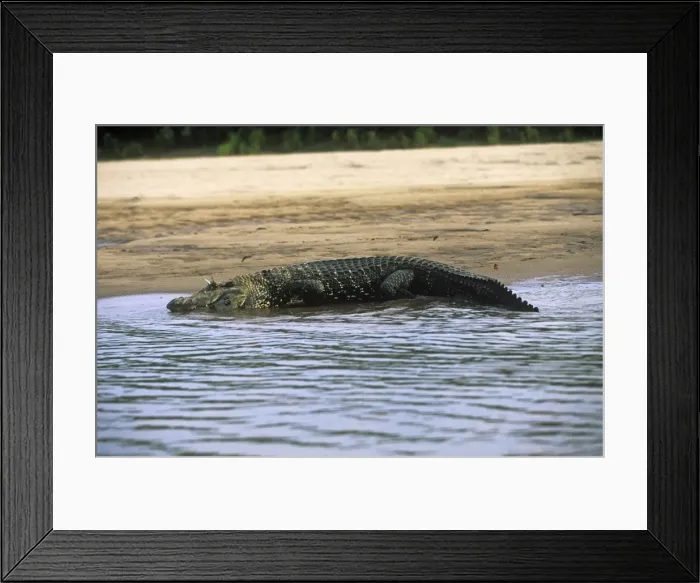 Framed Print : Black Caiman Manu National Park, Peru, South America Framed Print : Black Caiman Manu National Park, Peru, South America