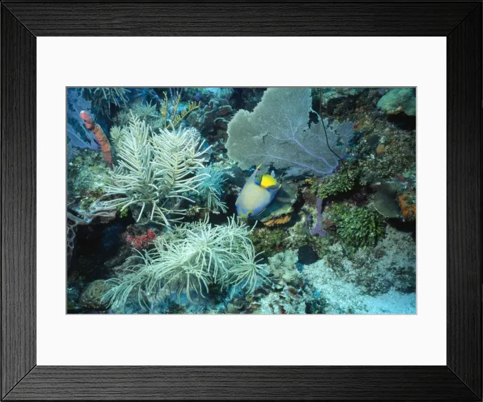 Framed Print : Queen Angelfish Bay Islands, Honduras Framed Print : Queen Angelfish Bay Islands, Honduras