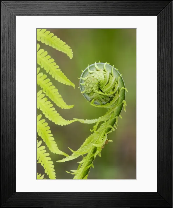 Framed Print : Sprouts of fern (fragment close-up) in mixed forest, typical, near Ekaterinburg, Ural Mountains, Russia; early spring. Ur39. 4210 Framed Print : Sprouts of fern (fragment close-up) in mixed forest, typical, near Ekaterinburg, Ural Mountains, Russia; early spring. Ur39. 4210