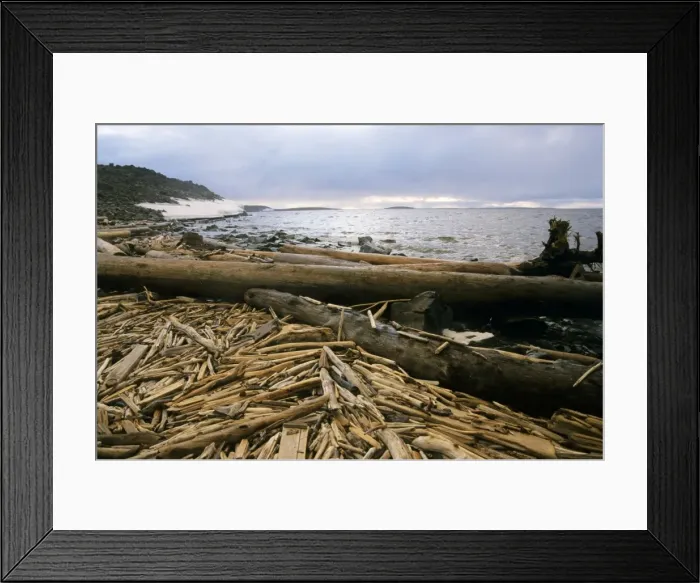 Framed Print : Driftwood - accumulating in Yenisey-river gulf - a typical scene on a Kara-sea shore. It consist of wood from lost logging rafts, trees washed away up Yenisey-river and a lot of rubbish. Russian Arctic near Dikson Framed Print : Driftwood - accumulating in Yenisey-river gulf - a typical scene on a Kara-sea shore. It consist of wood from lost logging rafts, trees washed away up Yenisey-river and a lot of rubbish. Russian Arctic near Dikson