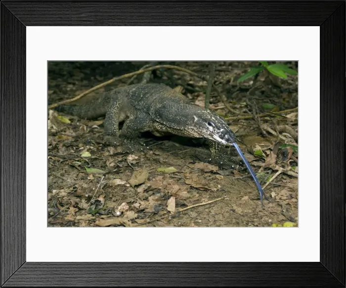 Framed Print : Palawan Monitor Lizard - searches for food along a public path with it's tongue outstretched (the tongue has a highly developed olfactory sense). A former subspecies of Varanus salvator, now considered as a part of same-name complex of species Framed Print : Palawan Monitor Lizard - searches for food along a public path with it's tongue outstretched (the tongue has a highly developed olfactory sense). A former subspecies of Varanus salvator, now considered as a part of same-name complex of species