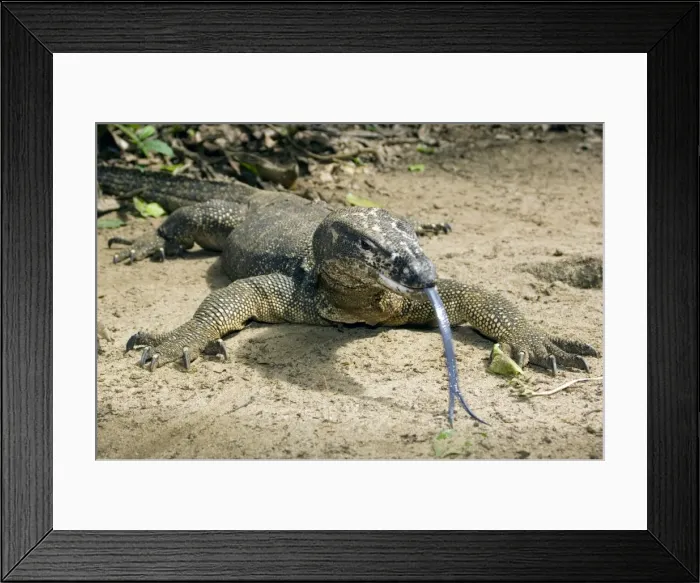 Framed Print : Palawan Monitor Lizard - rests on a path with its tongue outstretched (the tongue has a highly developed olfactory sense) to smell a visitor - A former subspecies of Varanus salvator now considered as a part of same-name complex of Framed Print : Palawan Monitor Lizard - rests on a path with its tongue outstretched (the tongue has a highly developed olfactory sense) to smell a visitor - A former subspecies of Varanus salvator now considered as a part of same-name complex of
