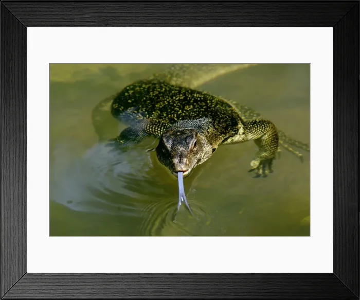 Framed Print : A Common Monitor Lizard swims in a small stream, looking for prey, in rainforest of Tioman Island, 30 km East off peninsula Malaysia in South China Sea; June. Ma39. 3507 Framed Print : A Common Monitor Lizard swims in a small stream, looking for prey, in rainforest of Tioman Island, 30 km East off peninsula Malaysia in South China Sea; June. Ma39. 3507