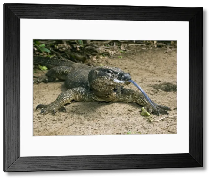 Framed Print : Palawan Monitor Lizard - rests on a path with its tongue outstretched (the tongue has a highly developed olfactory sense) to smell a visitor - A former subspecies of Varanus salvator now considered as a part of same-name complex of Framed Print : Palawan Monitor Lizard - rests on a path with its tongue outstretched (the tongue has a highly developed olfactory sense) to smell a visitor - A former subspecies of Varanus salvator now considered as a part of same-name complex of