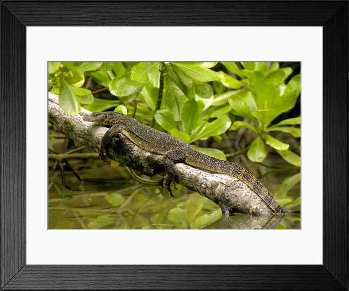 Framed Print : A young Common Monitor Lizard rests (sunbathing in order to raise the body-temperature) on a tree-trunk, fallen in a small stream in rainforest of Tioman Island, 30 km East off peninsula Malaysia in South China Sea; June. Ma39. 3779