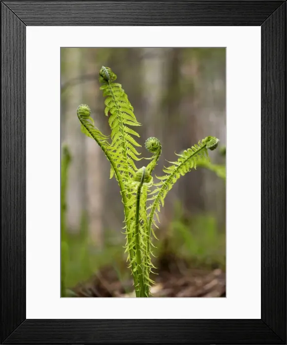 Framed Print : Sprouts of fern in mixed forest, typical, near Ekaterinburg, Ural Mountains, Russia; early spring. Ur39. 4203 Framed Print : Sprouts of fern in mixed forest, typical, near Ekaterinburg, Ural Mountains, Russia; early spring. Ur39. 4203