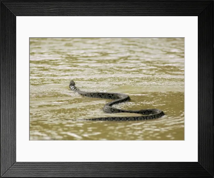 Framed Print : A Reticulated Python swims from a small freshwater-stream into a sea, to move between parts of island shore; typical in Tioman Island, 30 km east off peninsula Malaysia in South China Sea; June. Ma39. 3821 Framed Print : A Reticulated Python swims from a small freshwater-stream into a sea, to move between parts of island shore; typical in Tioman Island, 30 km east off peninsula Malaysia in South China Sea; June. Ma39. 3821