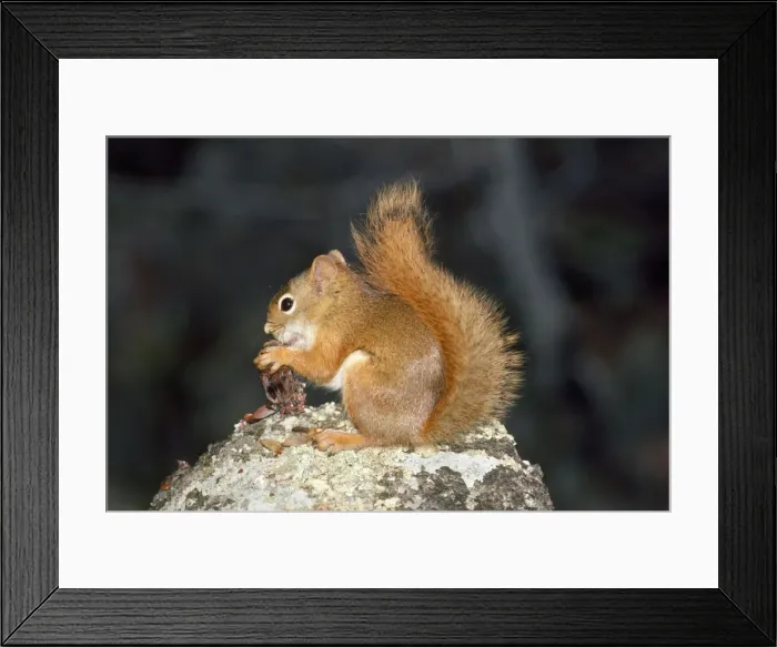 Framed Print : Red Squirrel - (North American) Framed Print : Red Squirrel - (North American)