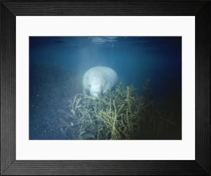 Framed Print : Manatee - feeding Framed Print : Manatee - feeding