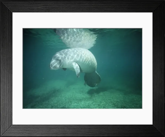 Framed Print : Manatee. FG-2781. Manatee. Trichechus manatus Framed Print : Manatee. FG-2781. Manatee. Trichechus manatus
