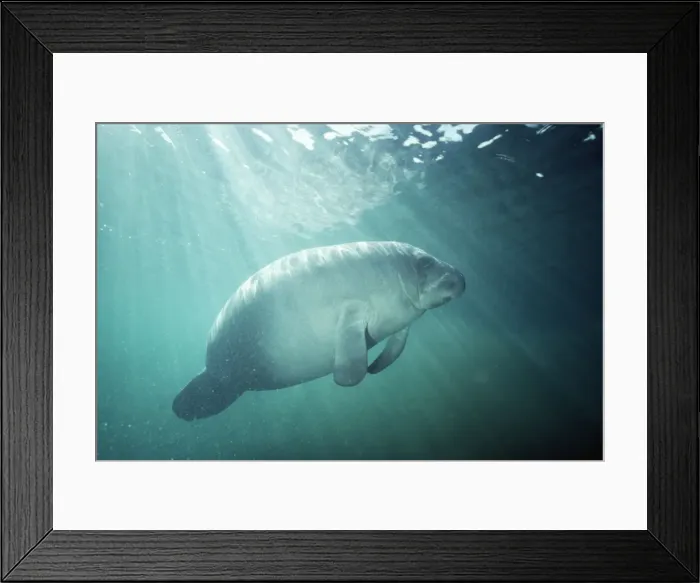 Framed Print : Manatee. FG-2775. MANATEE. Trichechus manatus Framed Print : Manatee. FG-2775. MANATEE. Trichechus manatus