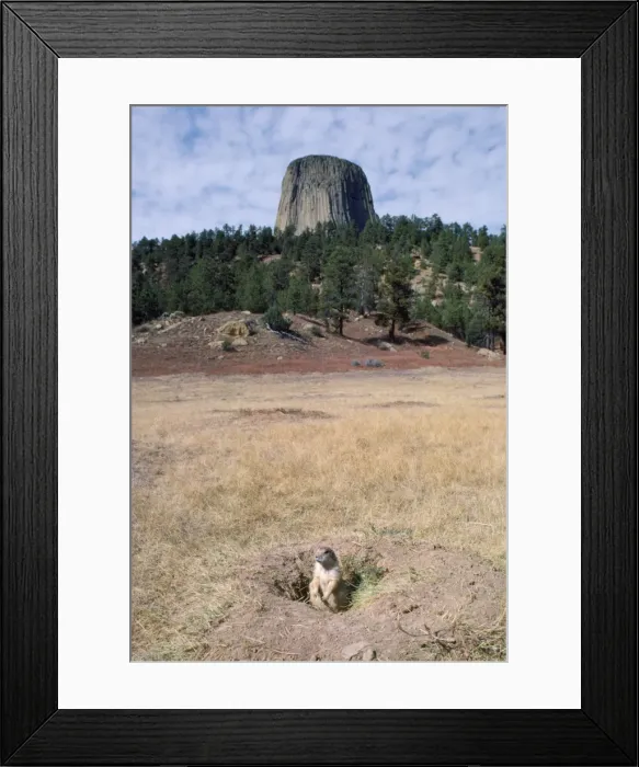 Framed Print : Black-tailed Prairie Dog - Devils Tower National Monument, Wyoming, USA Framed Print : Black-tailed Prairie Dog - Devils Tower National Monument, Wyoming, USA