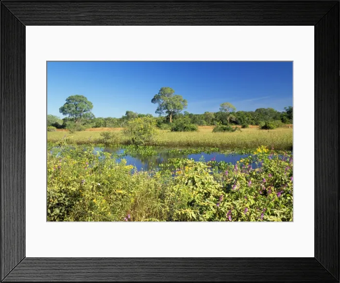 Framed Print : Brazil - Mato Grosso North view of the Pantanal Framed Print : Brazil - Mato Grosso North view of the Pantanal