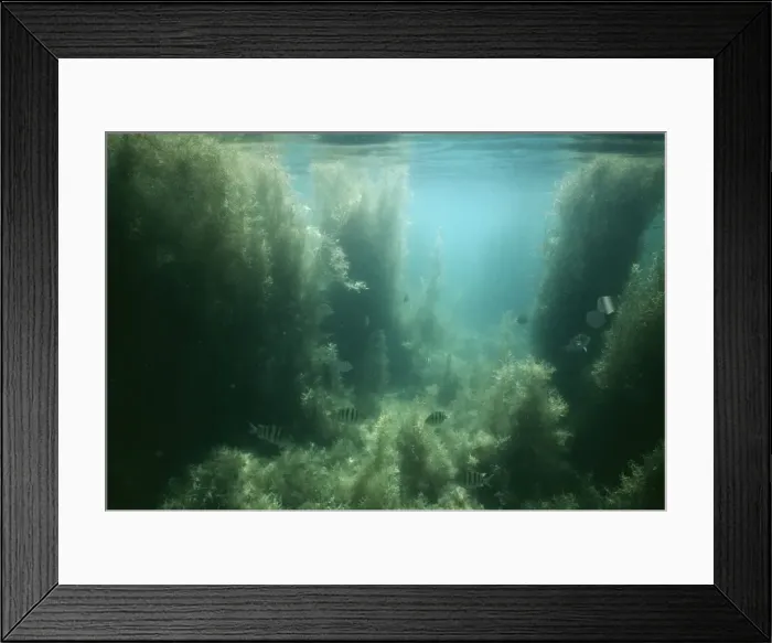 Framed Print : Seaweed Bahia Concepcion, Baja California Mexico Framed Print : Seaweed Bahia Concepcion, Baja California Mexico
