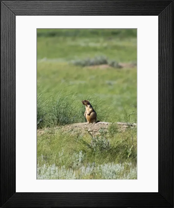 Framed Print : Himalayan Marmot - adult - whistles warning others - typical posture - near a burrow in steppe - observes an intruder from a distance - round shape is due to active feeding Framed Print : Himalayan Marmot - adult - whistles warning others - typical posture - near a burrow in steppe - observes an intruder from a distance - round shape is due to active feeding