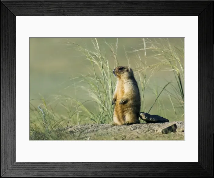 Framed Print : Himalayan Marmot - adult - observes and sniffs surroundings for a potential danger near a burrow - stands upright for an elevated point of view - warms himself up in the sun after a cold in the burrow - surrounded by typical steppe grasses - common Framed Print : Himalayan Marmot - adult - observes and sniffs surroundings for a potential danger near a burrow - stands upright for an elevated point of view - warms himself up in the sun after a cold in the burrow - surrounded by typical steppe grasses - common