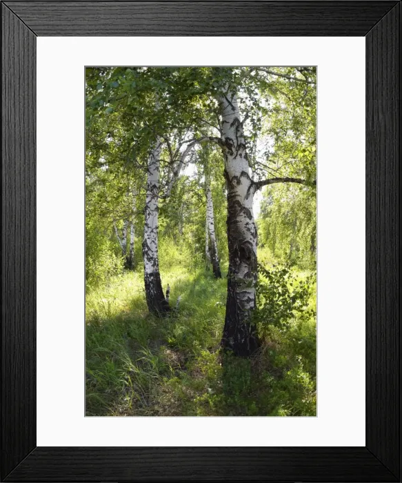 Framed Print : Russia - a compact woods kolok ('kolki for plural) consisting of birch only - forest steppe / forest-steppe / wooded steppe - typical for Middle Framed Print : Russia - a compact woods kolok ('kolki for plural) consisting of birch only - forest steppe / forest-steppe / wooded steppe - typical for Middle